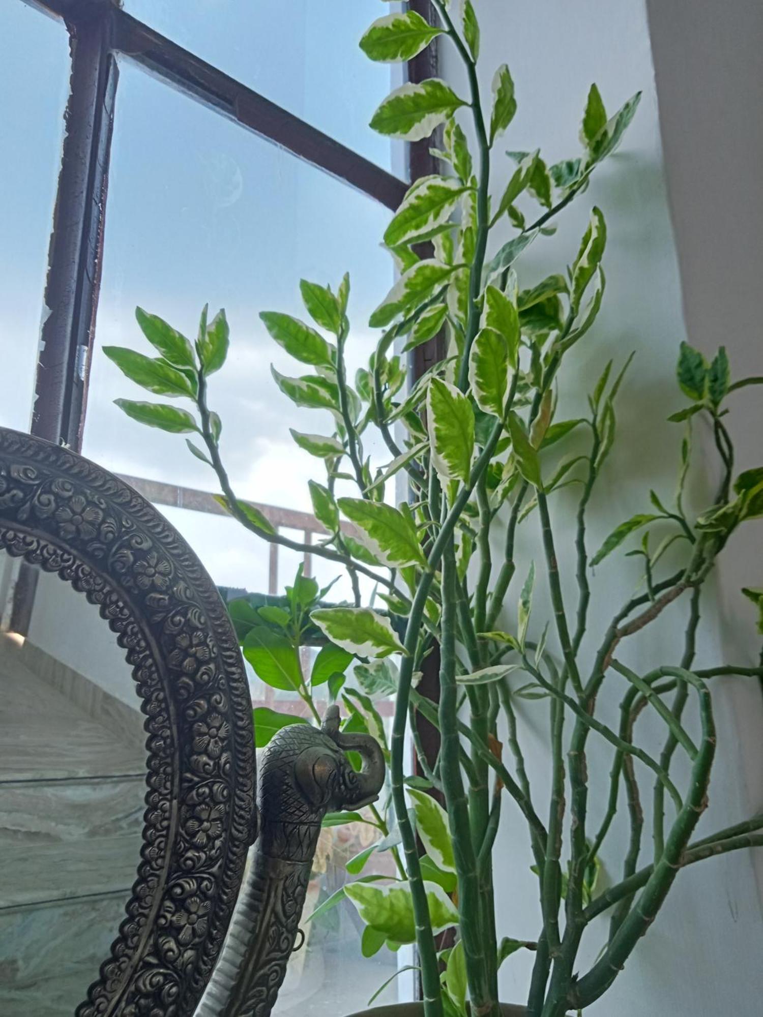Cocoon Auberge Jaipur Luaran gambar